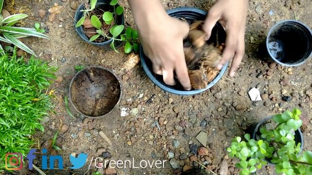 Dischidia Repotting And Propagation From A Single Leaf ?/ Greenlover / Plant Repotting 3 #plants