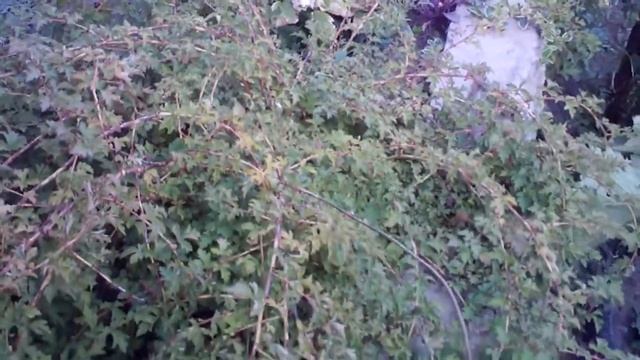 Стефанандра надрезнолистная Криспа смотреть онлайн