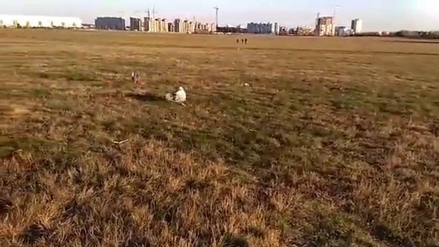 Курсинг для собак. Курсинговая машинка. Lure coursing 3 смотреть онлайн