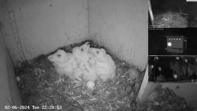 Artemis & Leo howling! смотреть онлайн