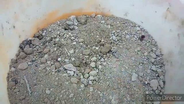 Virginia Creeper | Boston Ivy Plant - Parthenocissus Quinquefolia Propagation смотреть онлайн