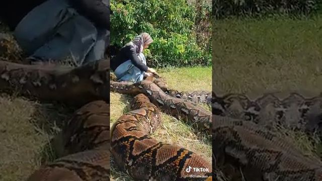 Reticulated python snake смотреть онлайн