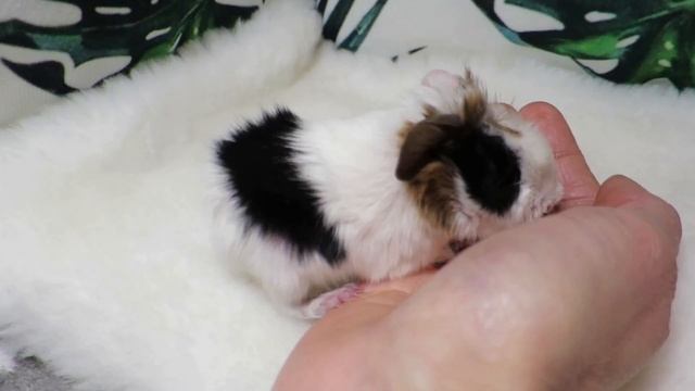 Знакомимся с малышами. Кто их родители