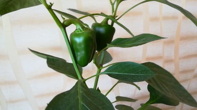 Перчик зеленый - выращиваем дома смотреть онлайн