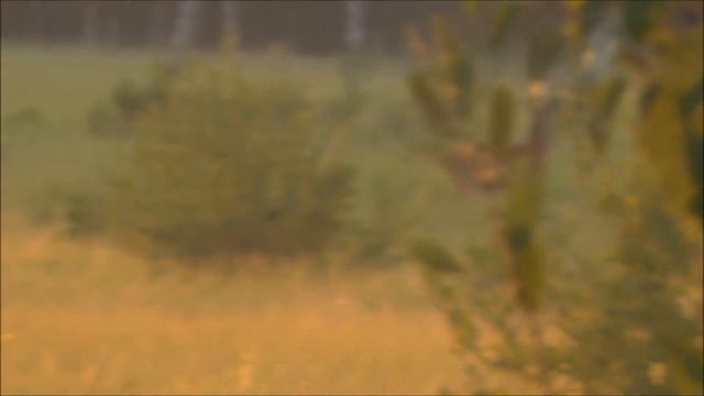 Трофейный самец сибирской косули.Trophäe Männchen sibirischen Reh.Trophy male Siberian ROE deer. смотреть онлайн