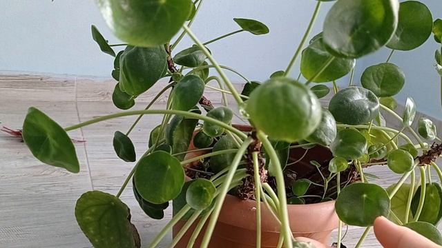 Pilea Ekimi 🌱 Çin Para Ağacı Pilea 💸 смотреть онлайн