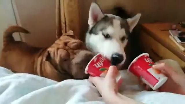 Привет дети! Мы супер пушистики! смотреть онлайн