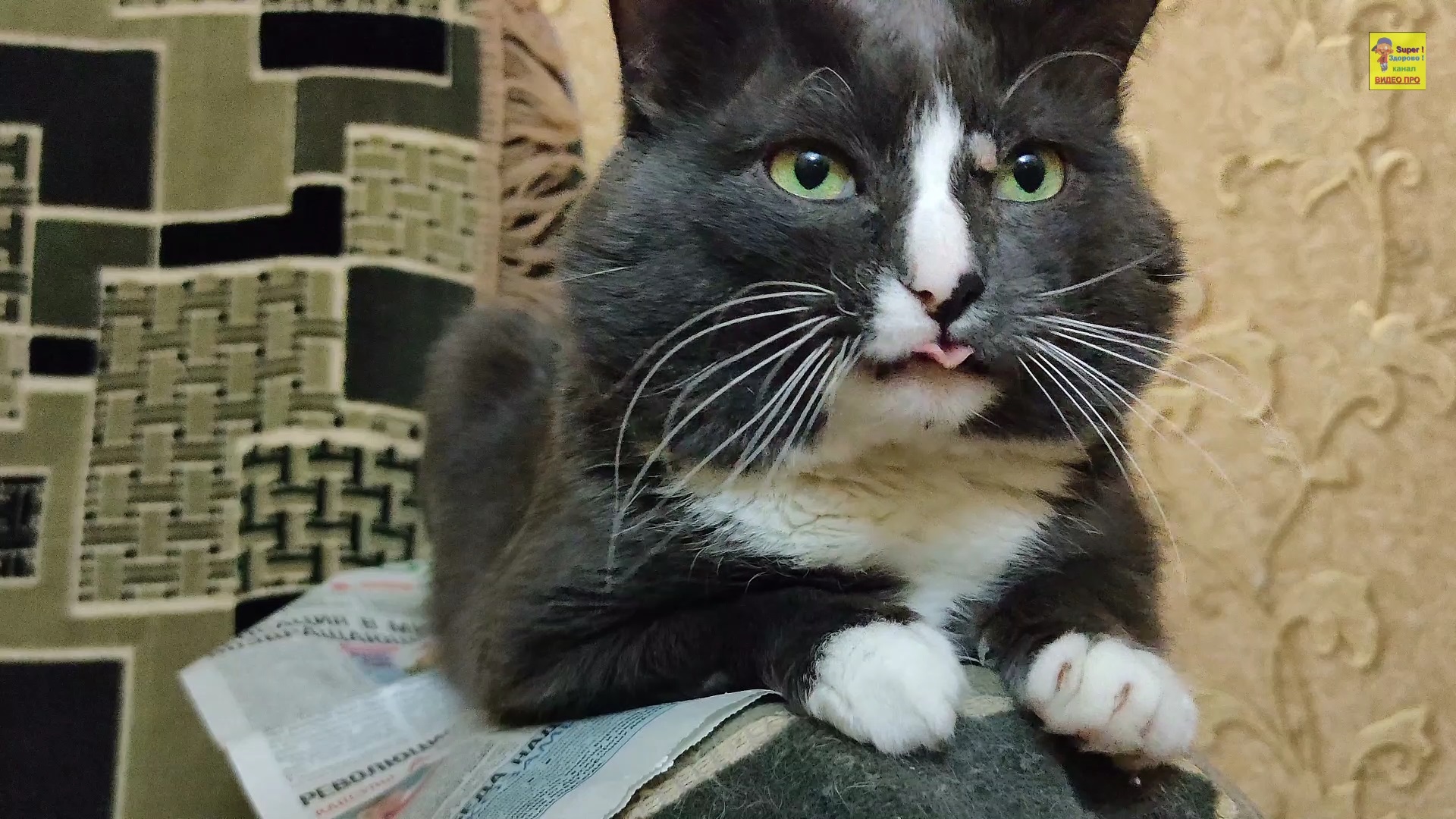 Кот показал язык смотреть онлайн