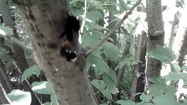 Спаривание шмелей (Mating bumble) смотреть онлайн