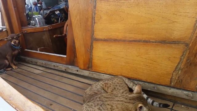 Savannah Cat vs Chihuahua смотреть онлайн