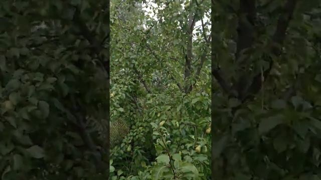 Груша Чижовская смотреть онлайн