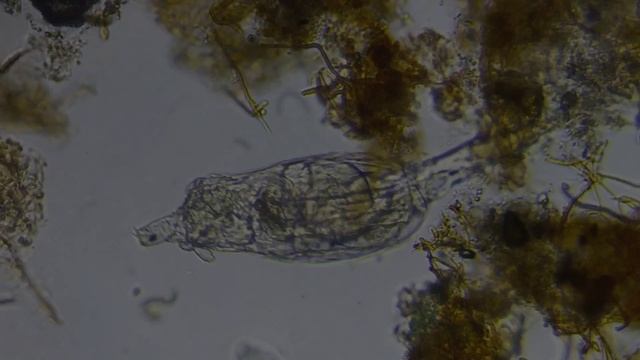 Не смотри в микроскоп...