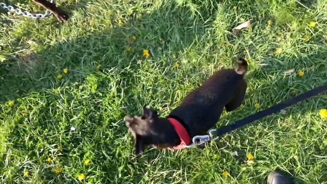 Patterdale Terrier Vs American Pitbull Terriers - 15lbs Vs 50lbs!