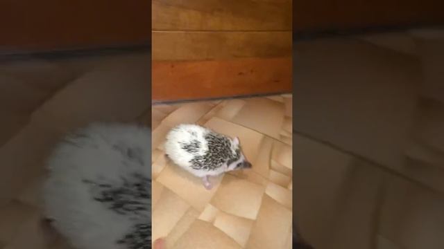 Домашний африканский ёж 1,5 месяца смотреть онлайн