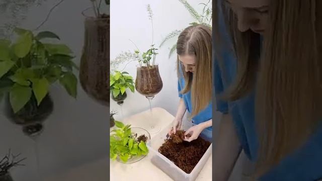 Аспарагус, сциндапсус, хлорофитум и херера в сфагновом мхе. смотреть онлайн