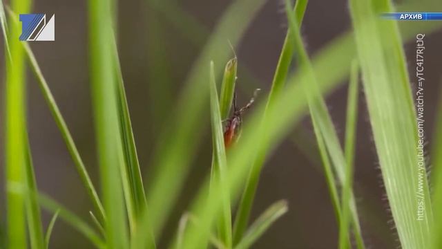 По области наблюдается повышение активности клещей