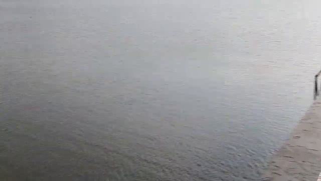 ВЛОГ Донецк июнь 2019 Парк Щербакова Гуляем и снимаем живность в водоеме смотреть онлайн
