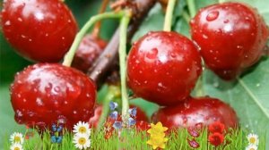 Вишня обыкновенная Шубинка ? Обзор: посадка и уход. крупномеры вишни Шубинка: описание и особенност