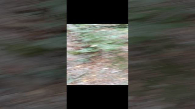 2 часть.ASMR видео на природе ?️