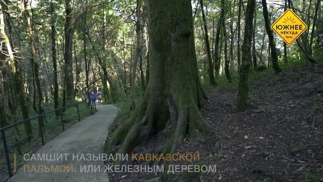 ЛЕСА, КОТОРЫЕ ПОМНЯТ ДИНОЗАВРОВ 0+