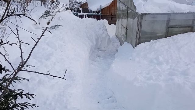 Подкармливаю птичек.Снегири прилетают к нас в сад.. смотреть онлайн