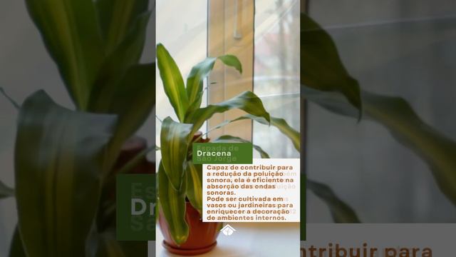 🎧 06 PLANTAS que combatem a POLUIÇÃO SONORA #shortsvideo смотреть онлайн