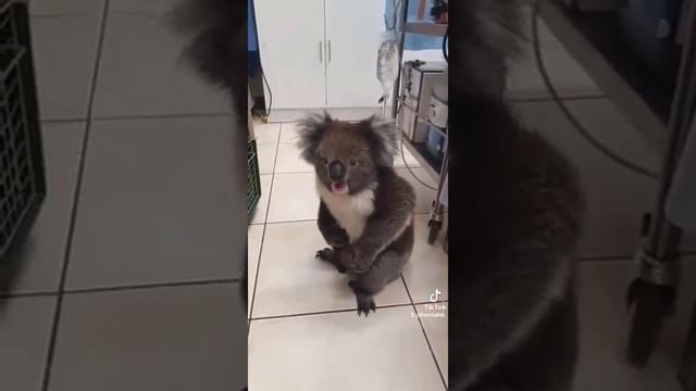 Крик,Коалы ????? смотреть онлайн