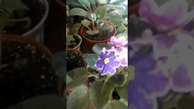 Фиалочка"изюм". смотреть онлайн