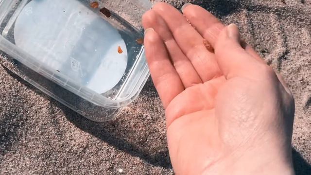 Весеннее побережье Балтики смотреть онлайн