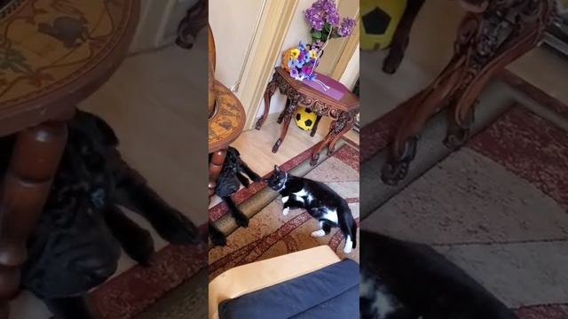 Я лежу на ковру не могу поднять ногу...... смотреть онлайн