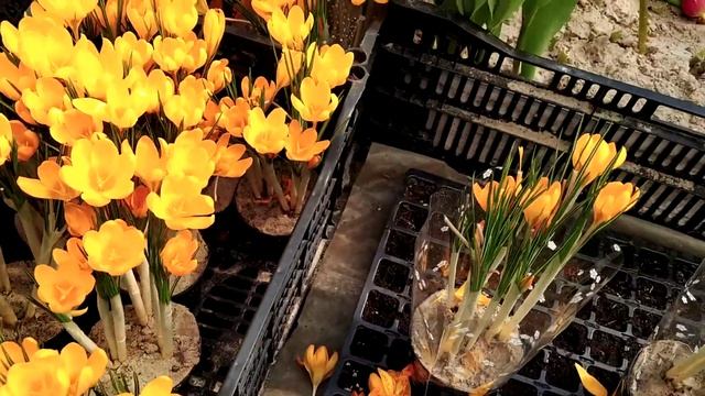 Крокус после цветения, что делаем ?