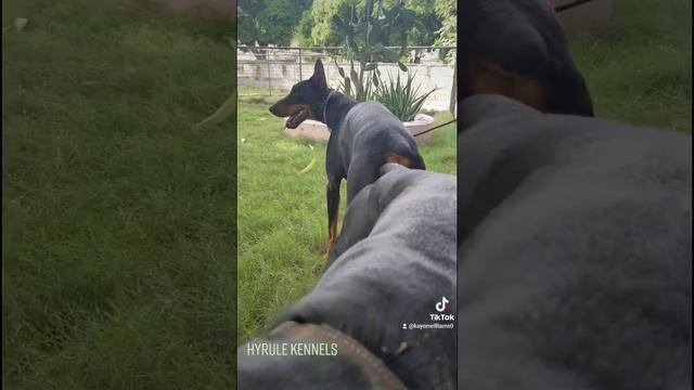 doberman mating. tie смотреть онлайн