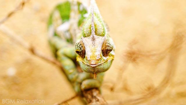 African Animals 4K ~ Wild Adventures of Cute Animals With Piano Relaxing Music смотреть онлайн