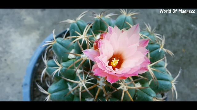 TIME LAPSE FLOR DE CACTUS - CACTUS FLOWER смотреть онлайн