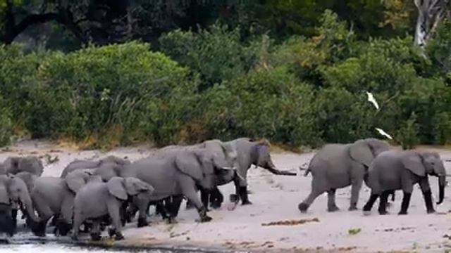 4K African Wildlife: Amboseli National Park - Scenic Wildlife Film With Real Sounds