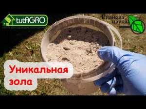 ЧТО МОЖЕТ ДАТЬ ЗОЛА В ОГОРОДЕ. Но не древесная, а совсем другая - зола от угля!