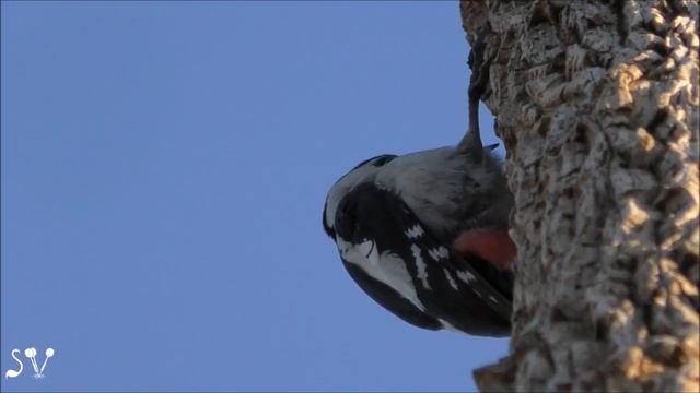 Сирийский дятел-сладкоежка. На десерт нектар / נקר סורי смотреть онлайн