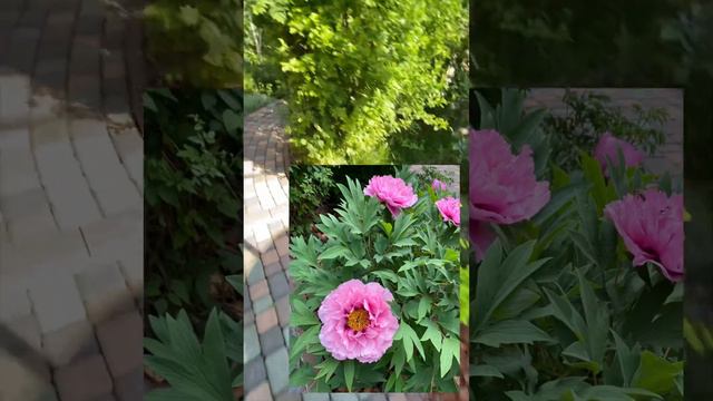 ЕЙСК. ПИОНЫ в моем садике у самого синего моря. смотреть онлайн