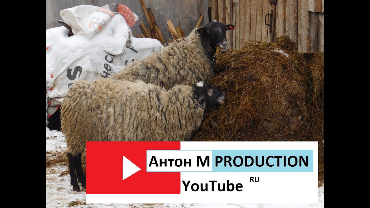 Романовские овцы!Поздняя стрижка и обрезка копыт!! смотреть онлайн