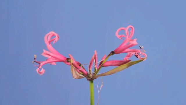 Nerine bowdenii flowers opening time lapse смотреть онлайн