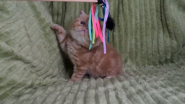 Рыжий котик экзот Ромашка
