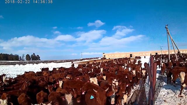 Калмыцкая порода (телки 2017) смотреть онлайн