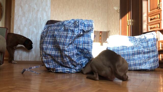 Спрятался от собак в большой сумке смотреть онлайн