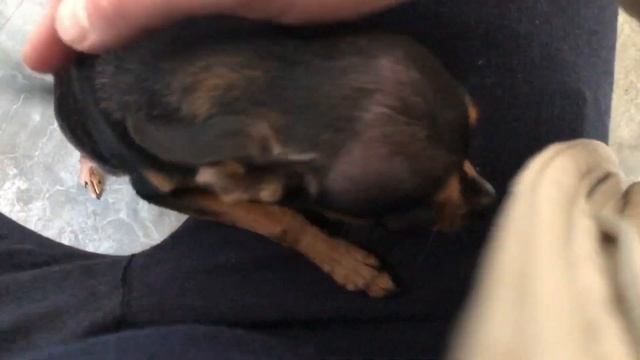 Почему он такой ласковый? Корм для домашних животных. Смотреть до конца.