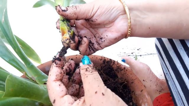 How to Separate baby plant of Guzmania || How Separate pups of Guzmania смотреть онлайн