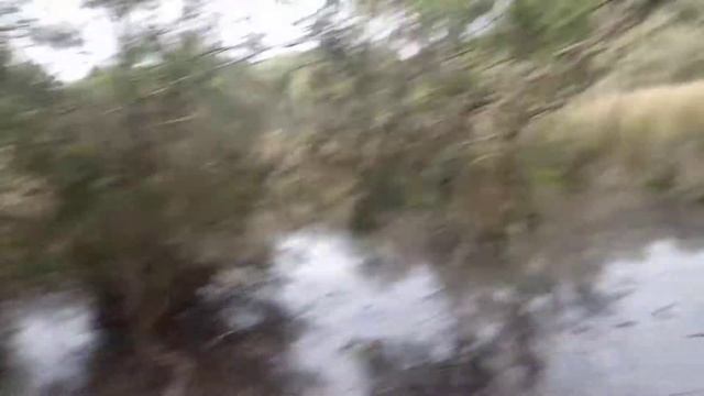 La Trobe Wildlife Sanctuary - Common Eastern Froglet (Crinia Signifera)