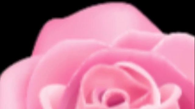 ФУТАЖ Розы на чёрном фоне - Footage Roses смотреть онлайн