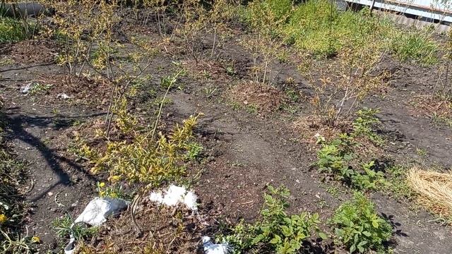 Как часто поливать голубику? смотреть онлайн