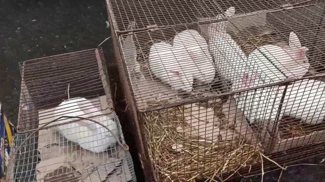 Ярмарка голубей, декоративных птиц и животных г. Овидиополь Одесская область 11.12.2021 года.Часть1 смотреть онлайн