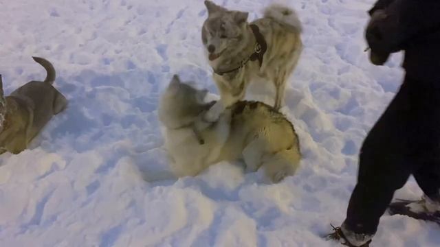 Собачники)) смотреть онлайн
